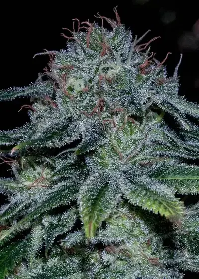 Mystic Cookie by Positronics Seeds, Photoperiod cannabis strain