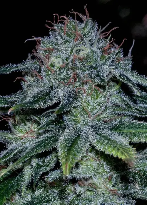 Mystic Cookie by Positronics Seeds, Photoperiod cannabis strain