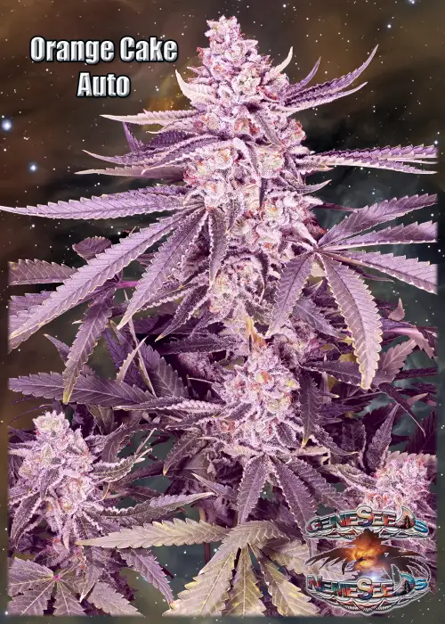 Mystical Punch Auto by GeneSeeds - NemeSeeds, Autoflower cannabis strain