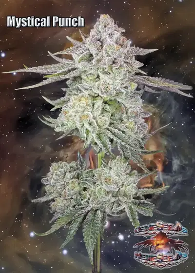 Mystical Punch by GeneSeeds - NemeSeeds, Photoperiod cannabis strain