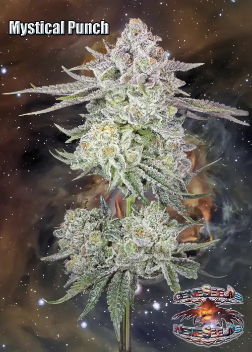 Mystical Punch by GeneSeeds - NemeSeeds, Photoperiod cannabis strain