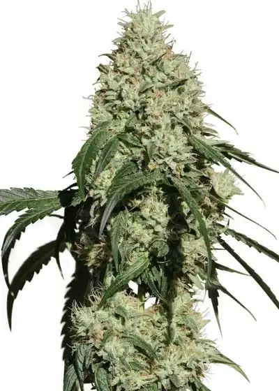 Nagual (NG-1) by MM Genetics, Photoperiod cannabis strain
