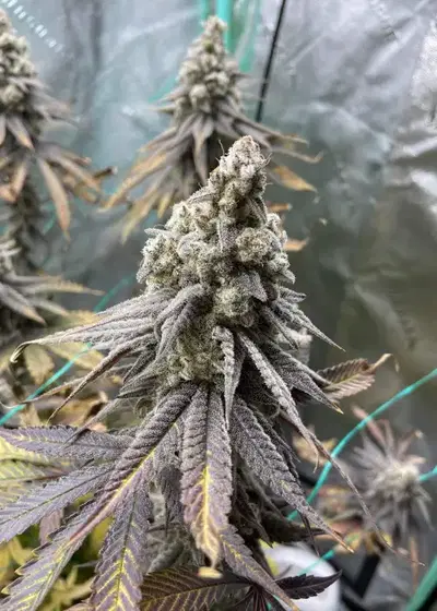 Nana Glue by Square One Genetics, Photoperiod cannabis strain