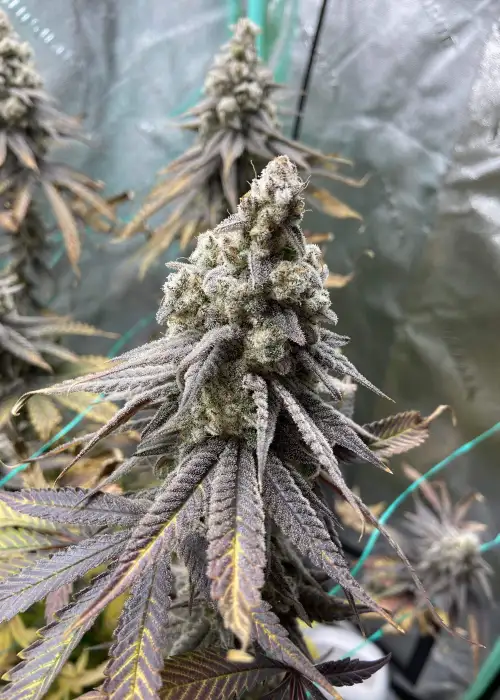 Nana Glue by Square One Genetics, Photoperiod cannabis strain