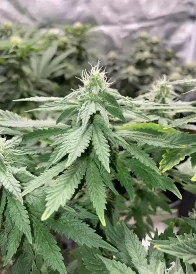 Nana Sorbet by Square One Genetics, Photoperiod cannabis strain