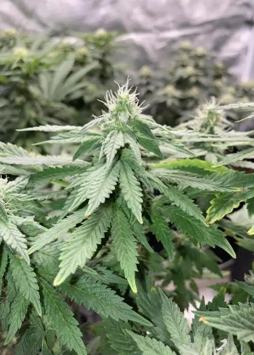 Nana Sorbet by Square One Genetics, Photoperiod cannabis strain