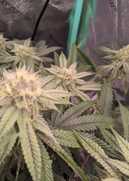 Nanaz by Robin Hood Seeds, Photoperiod cannabis strain