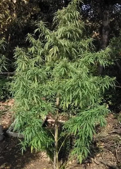 Nanda Devi by The Real Seed Company, Photoperiod cannabis strain