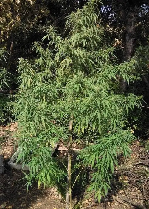 Nanda Devi by The Real Seed Company, Photoperiod cannabis strain