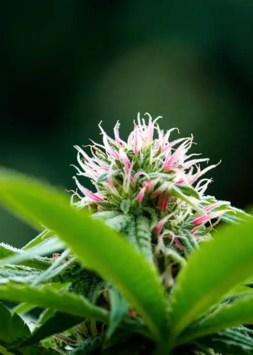 NaPali Pink by Dark Heart Nursery, Photoperiod cannabis strain