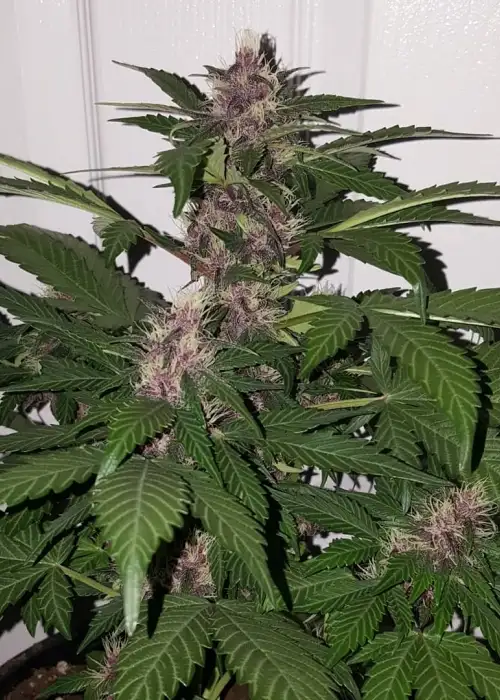 Narco Purps by Cream of the Crop Seeds, Autoflower cannabis strain