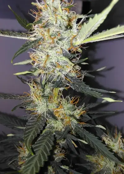Narcotherapy by Cream of the Crop Seeds, Autoflower cannabis strain