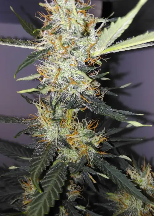Narcotherapy by Cream of the Crop Seeds, Autoflower cannabis strain