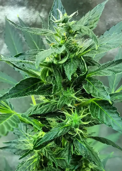 Narcotic Kush by Cream of the Crop Seeds, Autoflower cannabis strain
