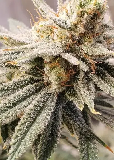 Nasty Nana by SoFem Genetics, Photoperiod cannabis strain