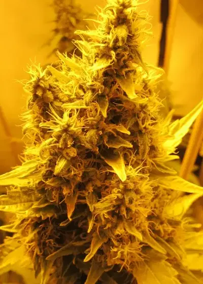 Nebula by Wizard Trees cannabis strain