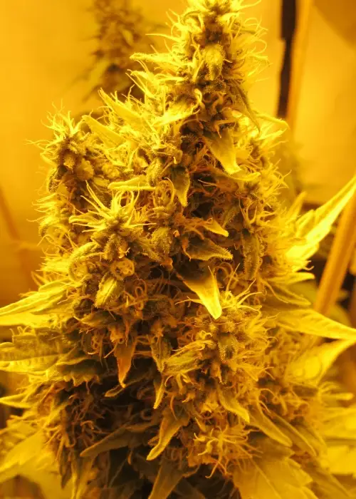 Nebula by Wizard Trees cannabis strain