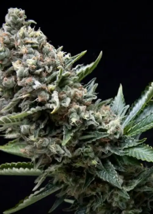 Nefertiti by Pyramid Seeds, Photoperiod cannabis strain