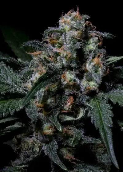 Negra 44 by R-Kiem Seeds, Photoperiod cannabis strain