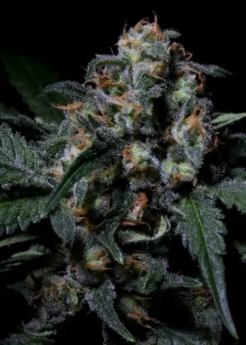 Negra 44 by R-Kiem Seeds, Photoperiod cannabis strain