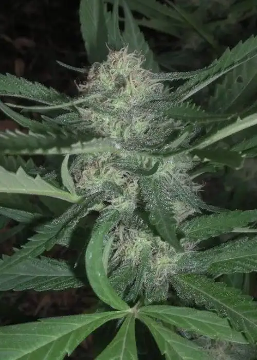 Nepal Jam by Cannabiogen Seeds, Photoperiod cannabis strain