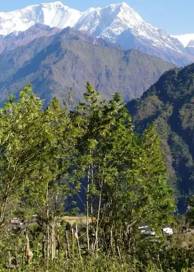 Nepalese White Mountain by The Real Seed Company, Photoperiod cannabis strain
