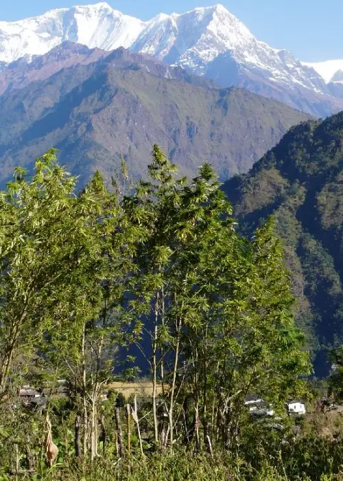 Nepalese White Mountain by The Real Seed Company, Photoperiod cannabis strain