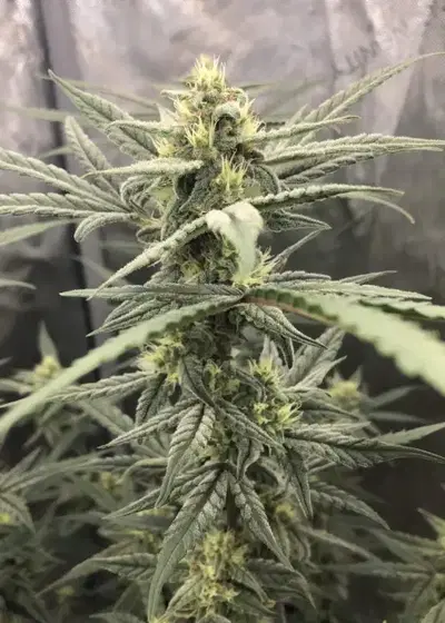 Nerve Gas by SoFem Genetics, Autoflower cannabis strain