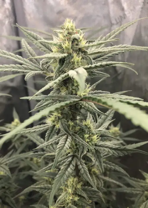 Nerve Gas by SoFem Genetics, Autoflower cannabis strain