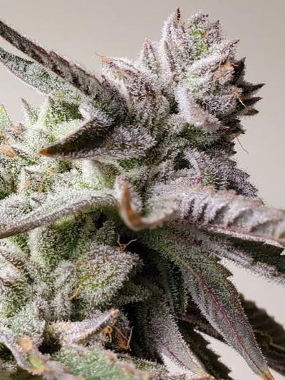 Netherfrost S1 by Brothers In Farms, Photoperiod cannabis strain