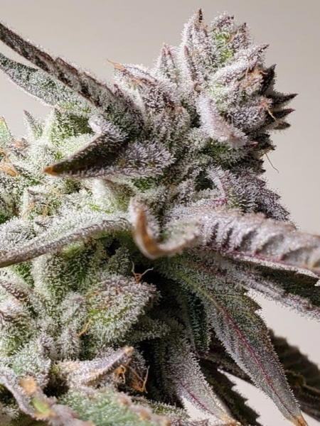 Netherfrost S1 by Brothers In Farms, Photoperiod cannabis strain
