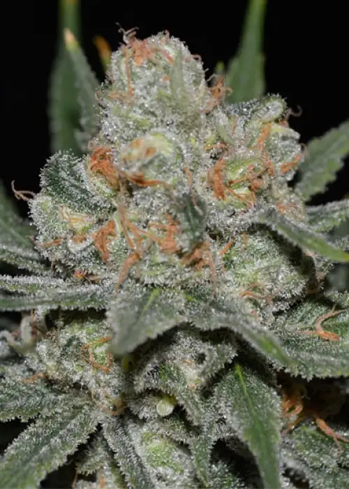 Nevil Bilbo Auto by Genehtik, Autoflower cannabis strain