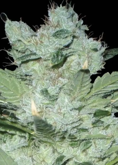 Neville Haze Auto by World of Seeds, Autoflower cannabis strain