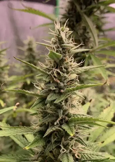 Neville’s Haze Autoflower by Coastal Mary Seeds, Autoflower cannabis strain