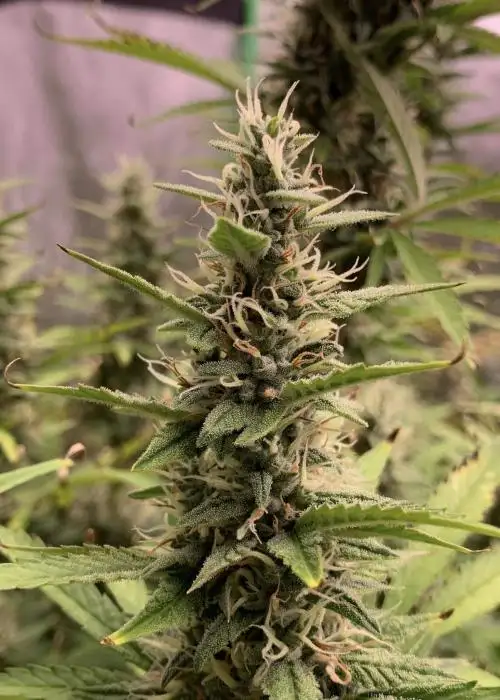Neville’s Haze Autoflower by Coastal Mary Seeds, Autoflower cannabis strain
