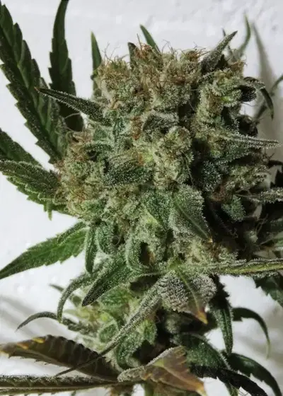 Nevilles Skunk by Mr.Nice, Photoperiod cannabis strain