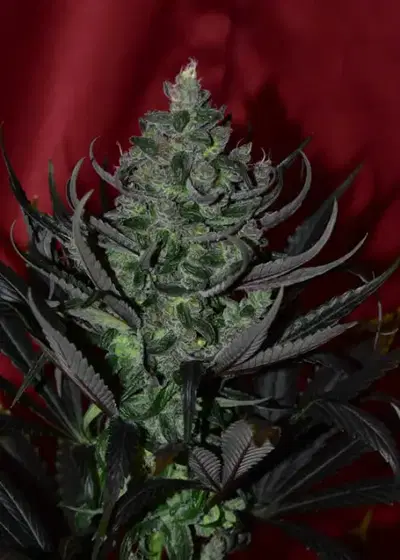 New Berry by DJ Short, Photoperiod cannabis strain