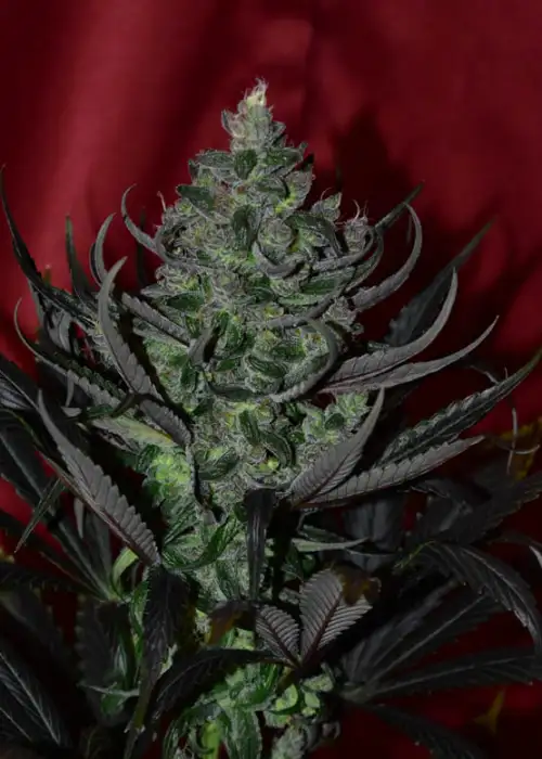 New Berry by DJ Short, Photoperiod cannabis strain