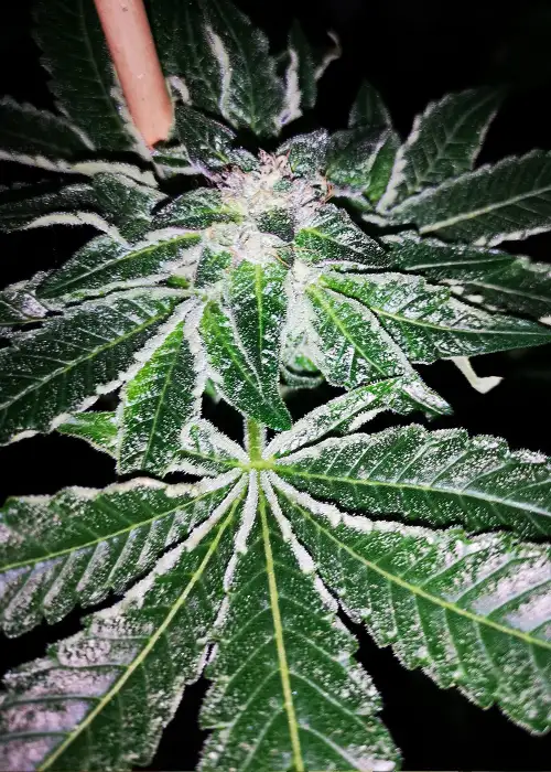 New Glue by GB Strains, Photoperiod cannabis strain