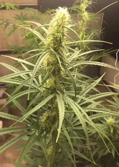 New Haze by Seeds Mafia, Photoperiod cannabis strain
