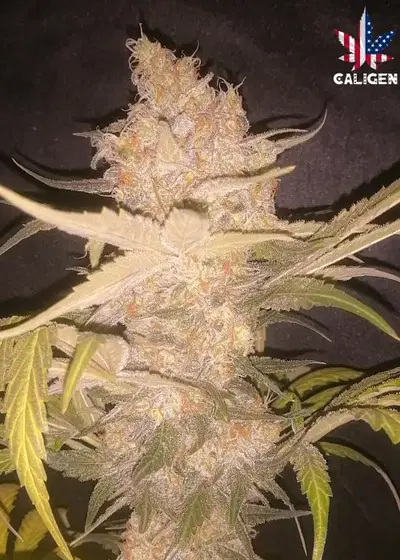 New York Cheesecake Auto by Caligen, Autoflower cannabis strain