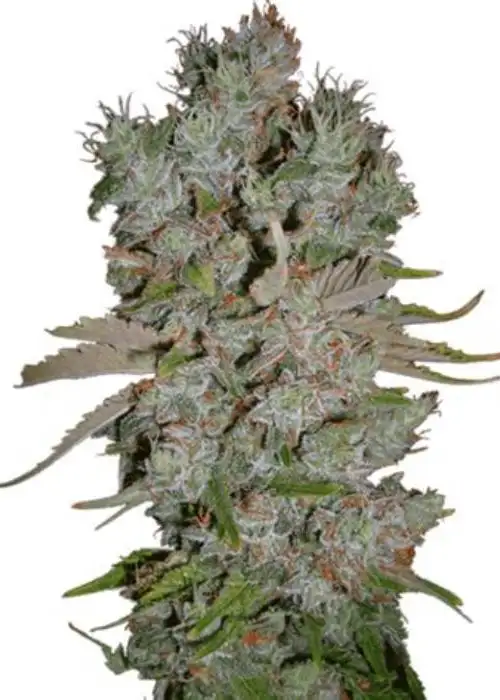 New York City Diesel Auto by Cannabiorganic genetics, Autoflower cannabis strain