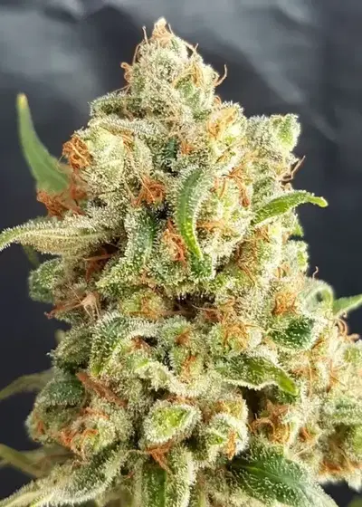 New York Diesel Auto by Expert Seeds, Autoflower cannabis strain