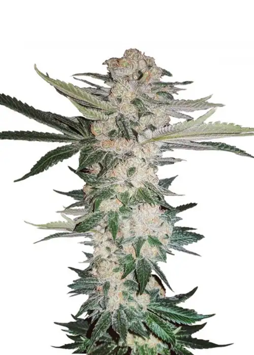 New York Diesel by Big Seedbank, Photoperiod cannabis strain