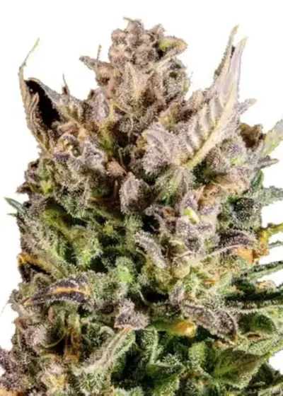 New York Turbo Diesel by Amsterdam Marijuana Seeds AMS, Photoperiod cannabis strain