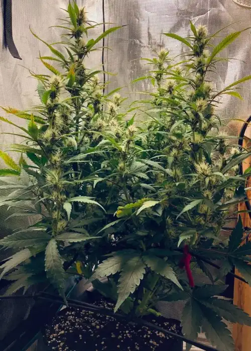 Newberry Auto by Twisted Tree Autoflowers, Autoflower cannabis strain
