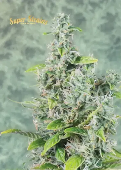 Next of Kin by Super Strains, Photoperiod cannabis strain