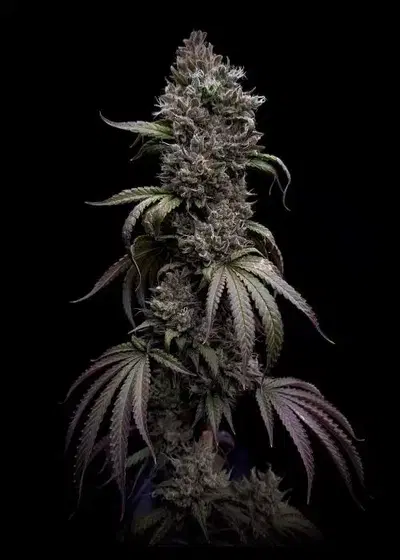 Niagara by Doctor's Choice, Autoflower cannabis strain