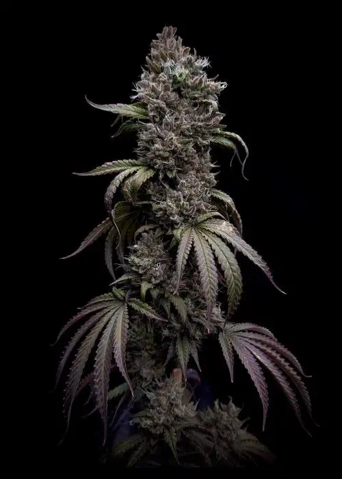 Niagara by Doctor's Choice, Autoflower cannabis strain