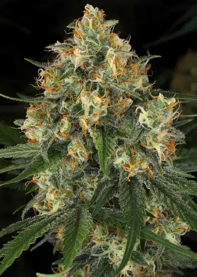 Nicole Kush by Super Siberia, Photoperiod cannabis strain